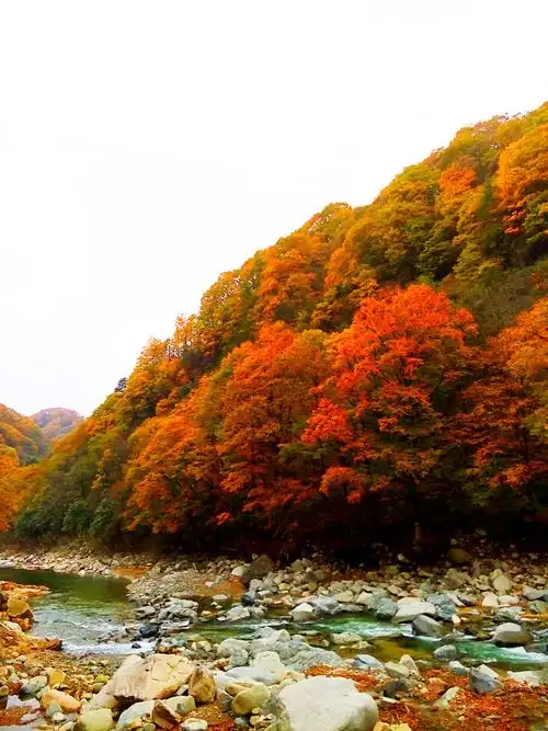 前走欣赏路边山上的风景这里颜色缤纷也基本上没什么红叶主要还是彩叶