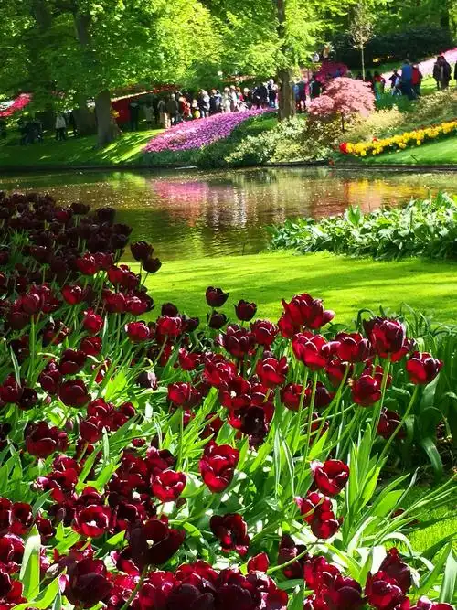 葫芦的美篇荷兰慢游~阿姆斯特丹郁金香花园
