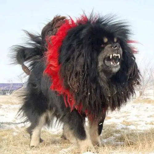 世界目前仅存的一只藏獒之王:鬼獒王