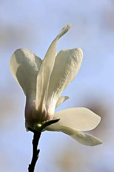 广玉兰图片_广玉兰图片大全_广玉兰图片下载