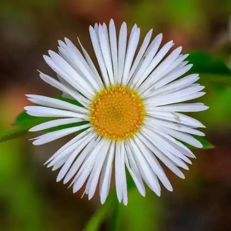 2021最美微信头像小花朵,个性头像图片