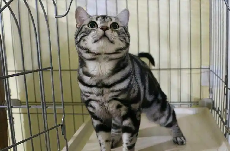 纯种"美短猫"的6大特征,原来很多人养的都是串串