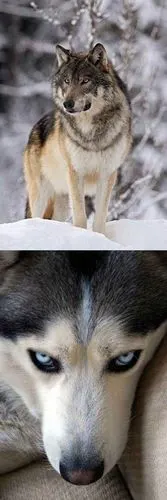 其它 狼的精神 写美篇狼, 虽然凶残,但是勇敢, 不会学狗,夹着尾巴逃走