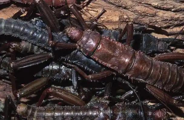 有毒!凶猛的大型蜈蚣-亚马逊巨人蜈蚣