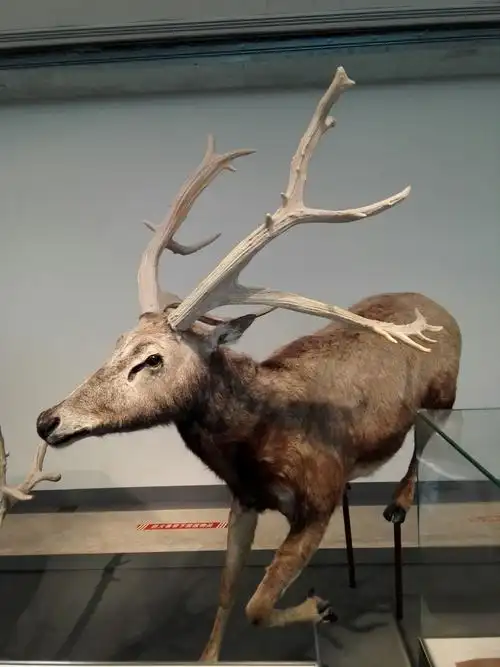 自然博物馆动物标本