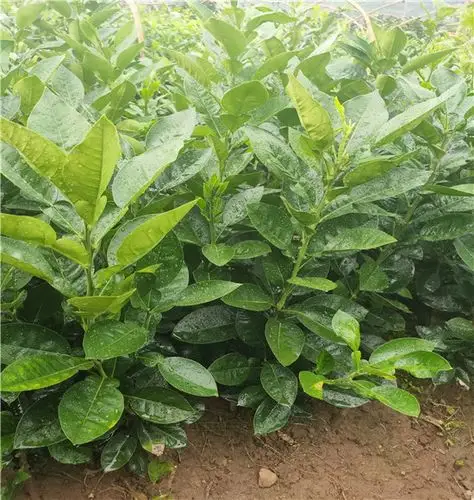 泰国翡翠红心青柚苗正宗苗供应一棵多少钱潮安