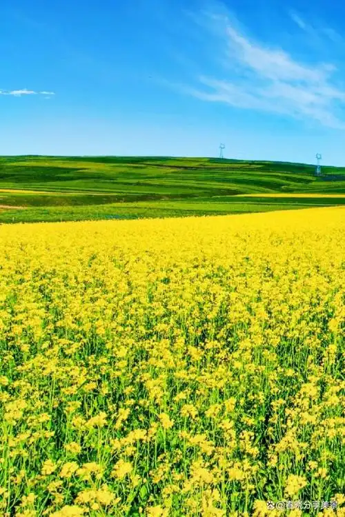 油菜花盛开,是大自然赐予大地的礼物,是春天最靓丽的风景