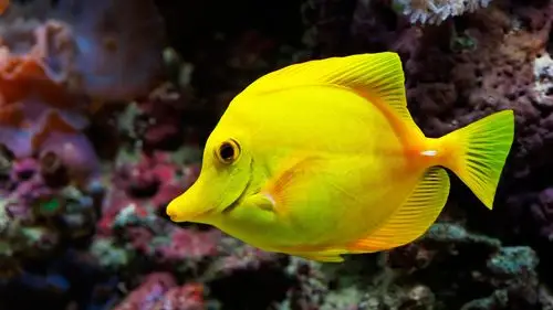 首页 动物与鸟 鱼 黄色的鱼,海,水下 壁纸 当前尺寸:1920x1080,你可以