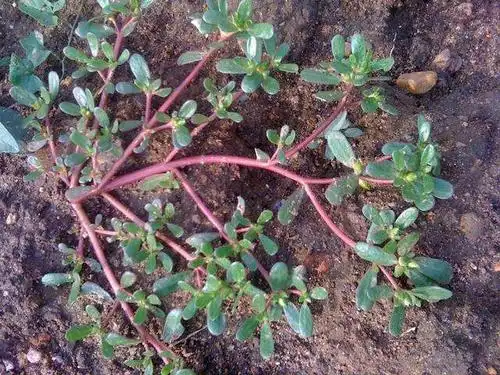 苹果绿 中药大全 马齿苋蚂蚁菜就是我们常说的 马齿苋,常被人称为