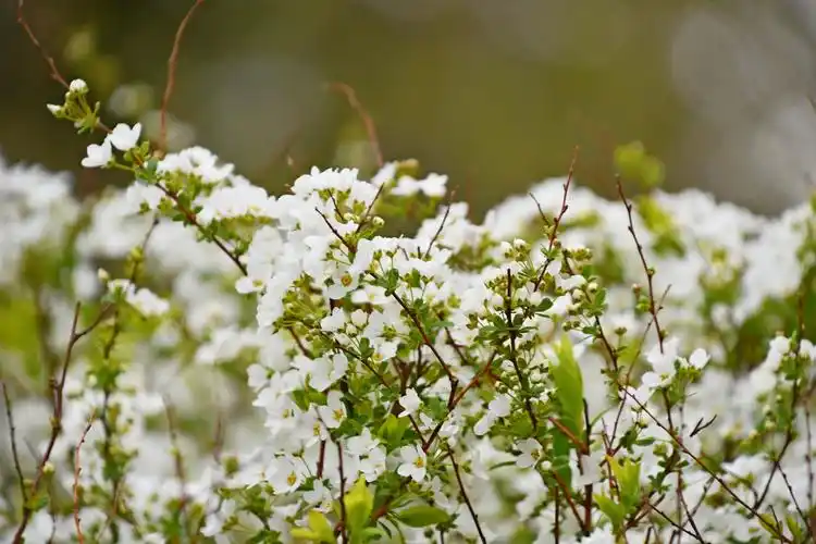绣线菊也叫珍珠花原创拍摄