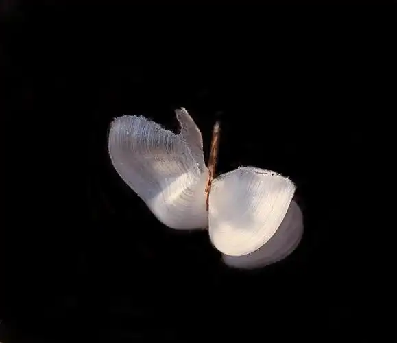 其它 冰蝶 写美篇       近九十岁高龄的老教授,看了我拍的冰蝴蝶