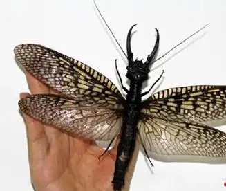 巨齿蛉东方巨齿蛉是森林昆虫,其生命周期约有3-4个月,要经过卵,幼虫