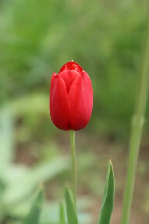 一年之计在于春,春天,象征着新的开始,新的希望.