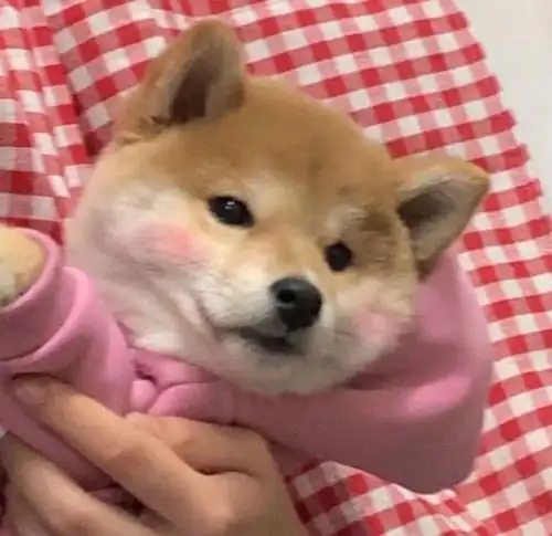 可爱的小萌狗头像图片可爱的狗狗头像图片萌萌哒