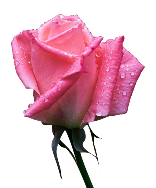 玫瑰花 免抠png3