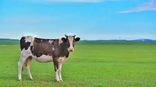 草原上最忠实的守护者——牛