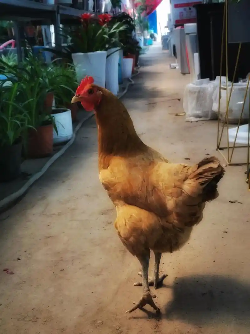 春日游玩计划 花店的母鸡 #母鸡#动物#家禽#一起拍春天  - 抖音