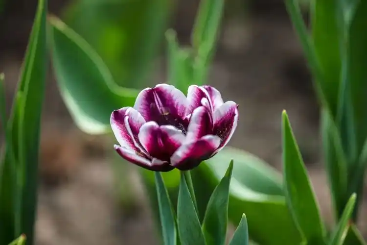 幸运之花 ---郁金香