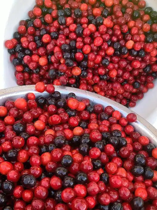 新疆野酸梅自制果酱