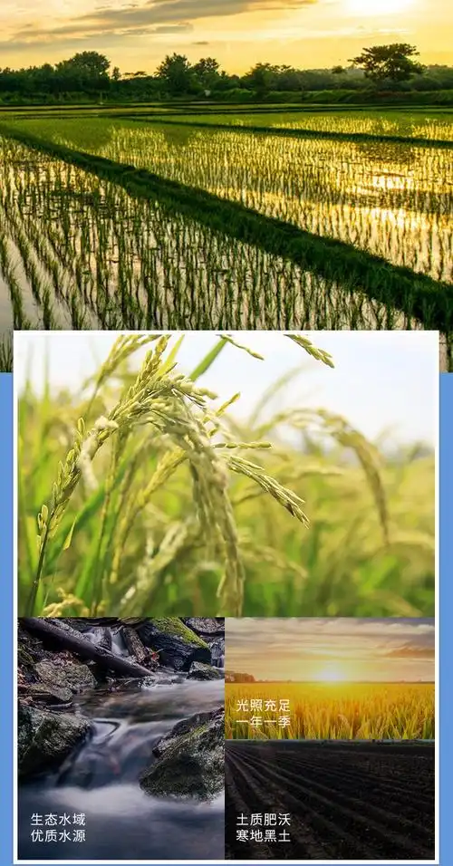 明泽五常 东北大米 黑龙江大米当季新米雪花米农家自产2.