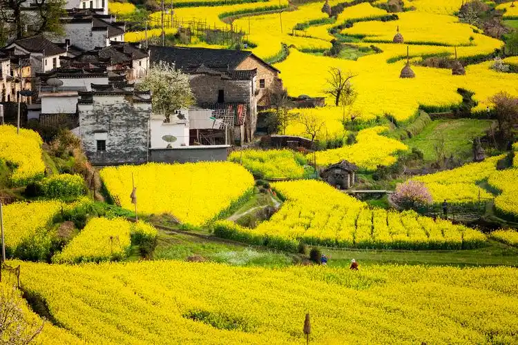 婺源图片大全_婺源风景图片/景点照片/旅游摄影【驴妈妈攻略】