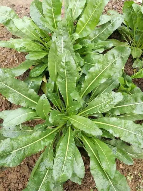 每日中药——大青叶