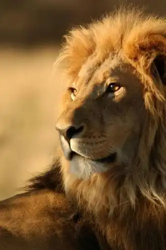 望向远方的狮子