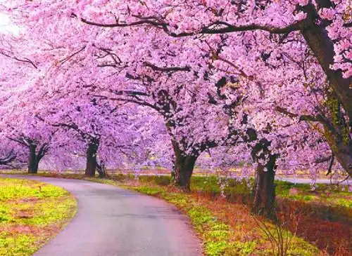 形容心大的唯美句子 形容心宽大气的句子,唯美句子-句子大全