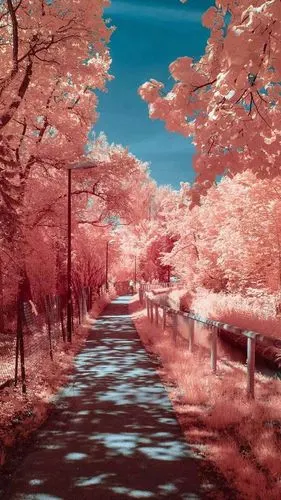 唯美浪漫风景静态壁纸