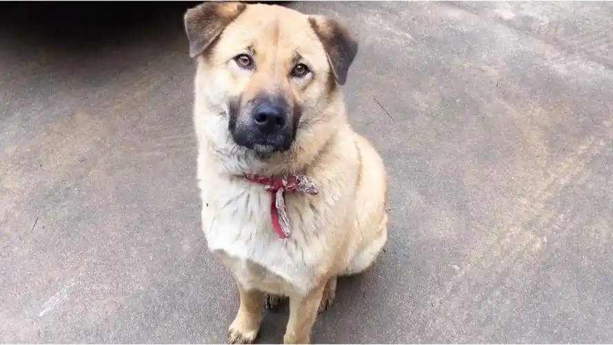 憨厚老实的大笨狗,做狗做到这个份上可以了,下辈子可以变人了!