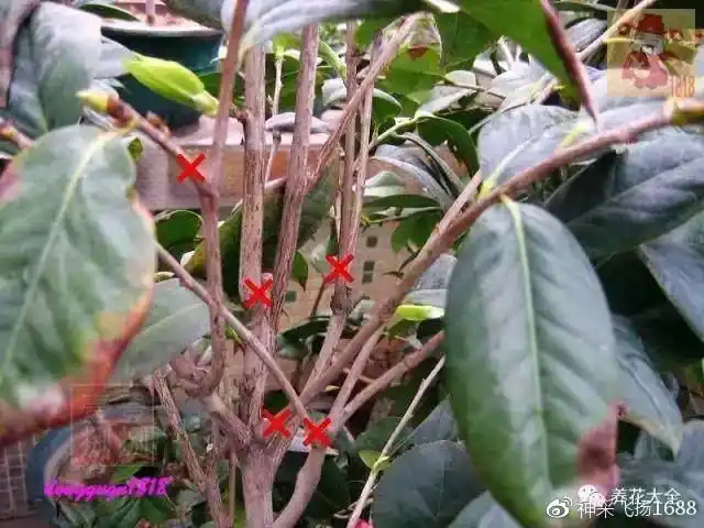 茶花这样修剪来年一定花开满枝花朵又大又艳