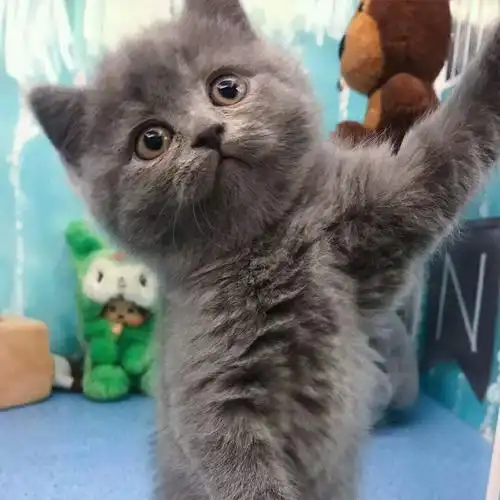 大脸英短蓝猫 超可爱 大包子脸