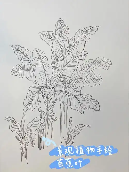 景观植物手绘芭蕉叶画法步骤