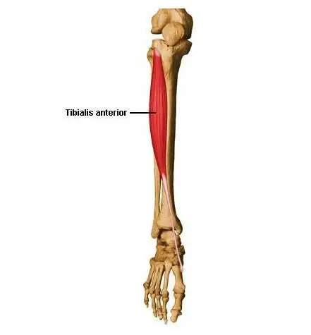 胫骨前肌 tibialis anterior