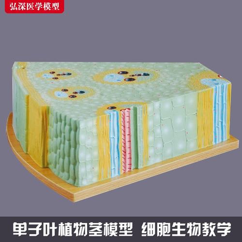 单子叶植物细胞模型玉米茎组织纵b横切面解剖放大初中生物教学教