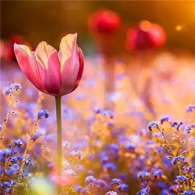 美图头像风景花草图片 可爱小清新气质 - 微信头像 - 潮人个性网