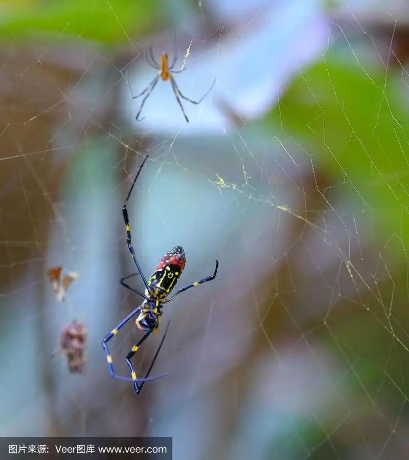 室内幽灵蛛,成年的,蜘蛛,昆虫,自然