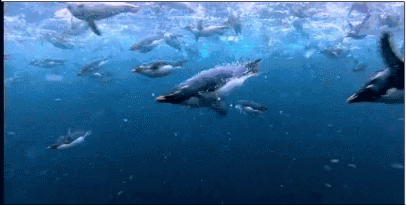 589_298gif 动态图 动图