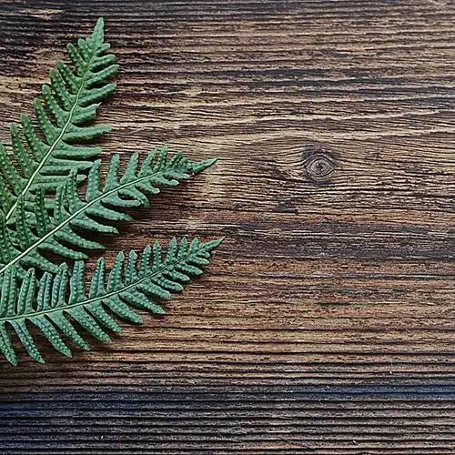 绿叶,叶子,木板,纹理,文艺,主图,质感图库,png图片,网,图片素材,背景