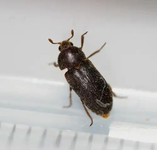 求问什么虫子!很小 最后一张放大了!