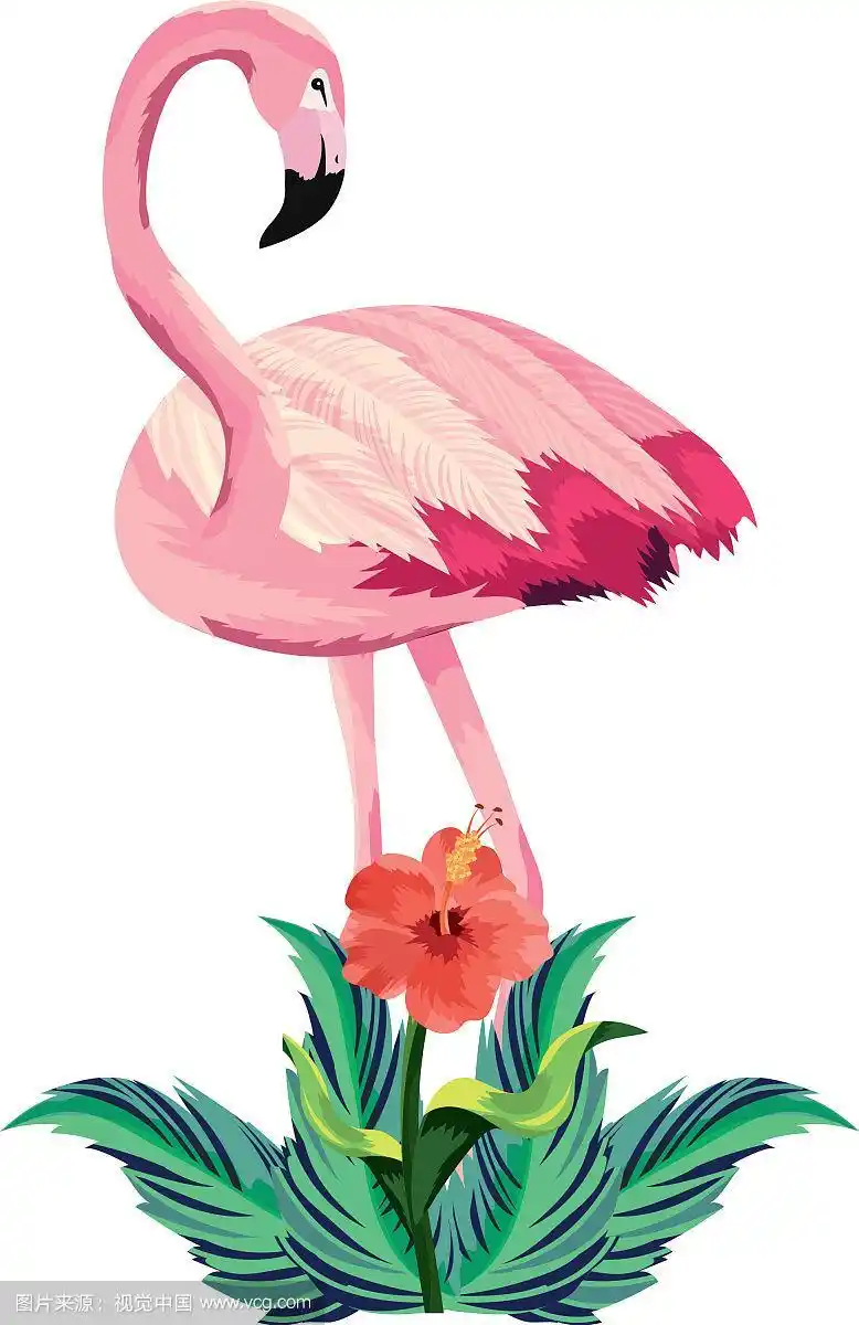 热带火烈鸟卡通
