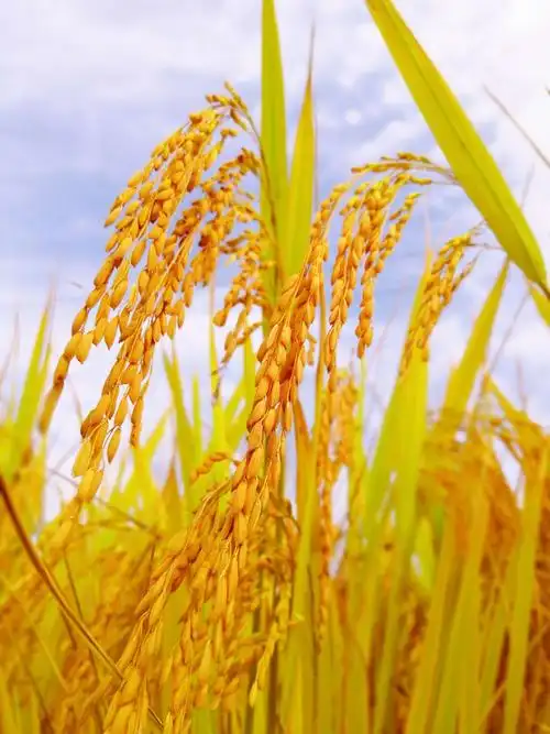 低头的是麦穗,昂首的是稗草,向下扎根,向上成长.