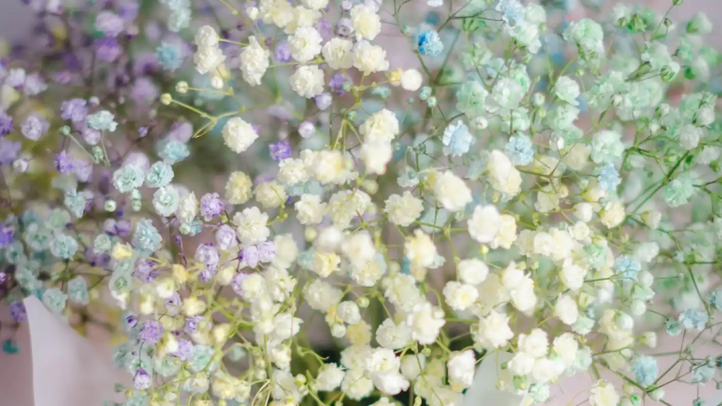 清新唯美的满天星壁纸