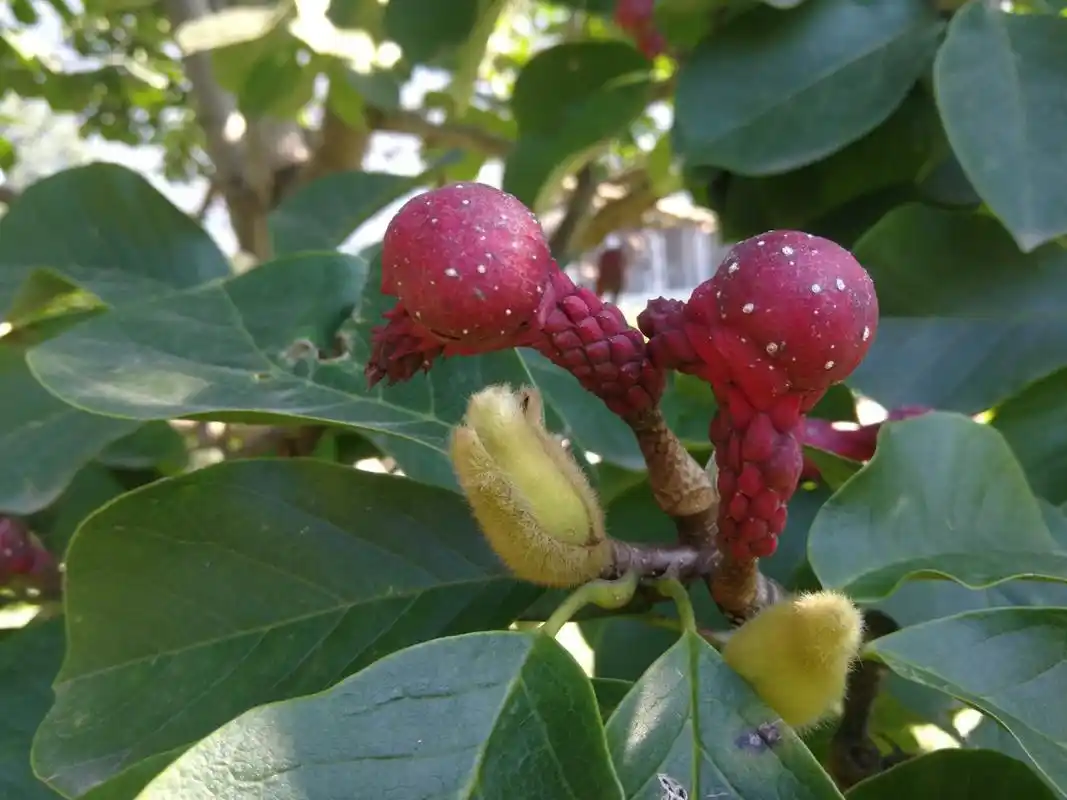 玉兰花果实——有点像小鸟!