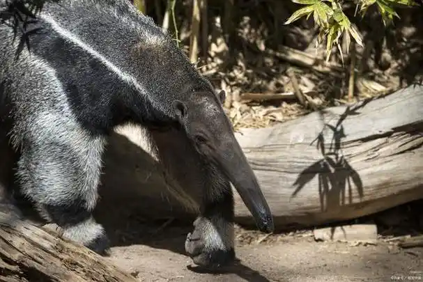 食蚁兽:生存于疏林草原的神秘动物_畜牧知识_中睿百科网
