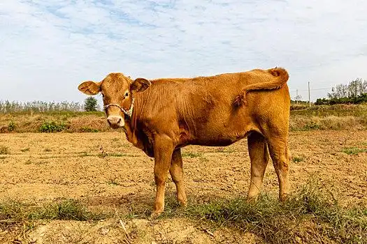 农家牛图片_农家牛图片大全_农家牛图片素材