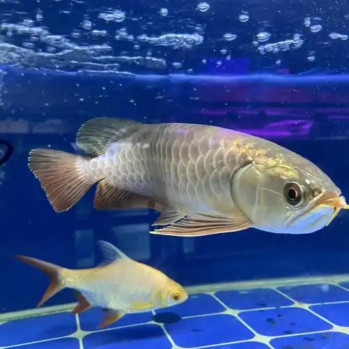 这条金龙鱼真的太美了!颜色鲜艳,游动姿态优美,缸里的水清澈透 - 抖音