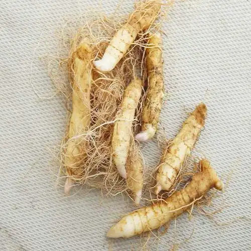 优质玉竹种苗种植基地