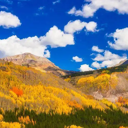 秋意浓,尝试下金黄的树叶唯美风景头像图片吧