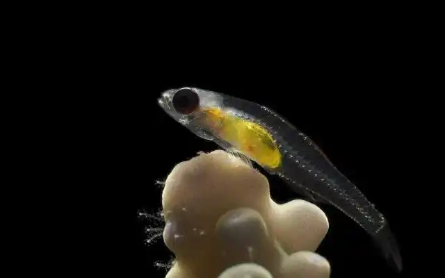 世界上最小的鱼,网友调侃:养它怕是要在鱼缸前装个放大镜吧